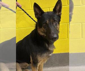 German Shepherd Dog Dogs for adoption in Forestville, MD, USA