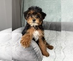 Small #4 YorkiePoo
