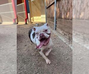 Bulldog Dogs for adoption in Plano, TX, USA