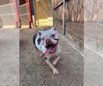 Small Bulldog