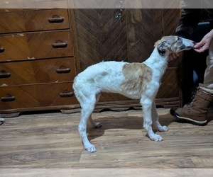 Borzoi Puppy for sale in FULTON, NY, USA