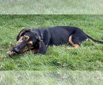 Small #3 Basset Hound-German Shepherd Dog Mix