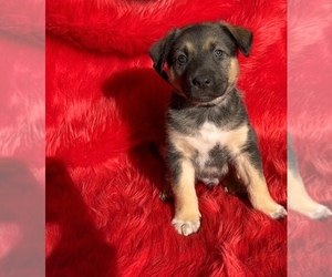 Border Collie-Siberian Husky Mix Puppy for sale in DAVIS, CA, USA