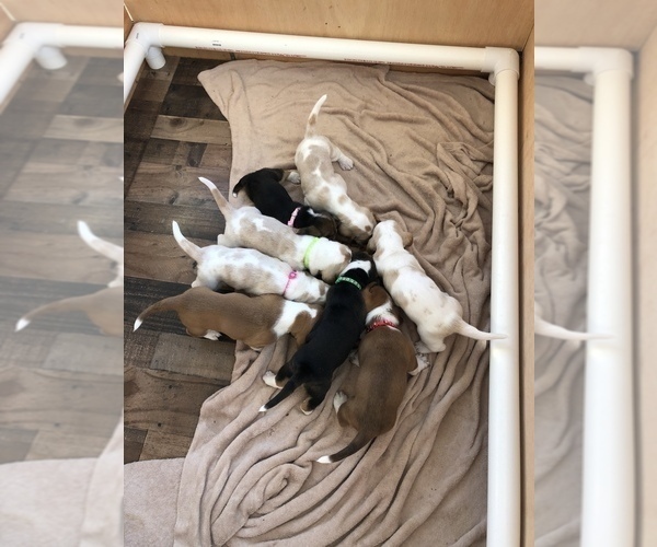 Medium Photo #3 Basset Hound Puppy For Sale in SAGINAW, MI, USA