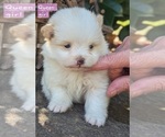 Small Photo #5 Pomeranian Puppy For Sale in COMER, GA, USA