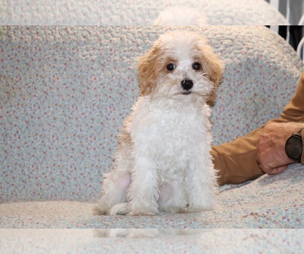 Medium Photo #2 Goldendoodle (Miniature) Puppy For Sale in DYERSBURG, TN, USA