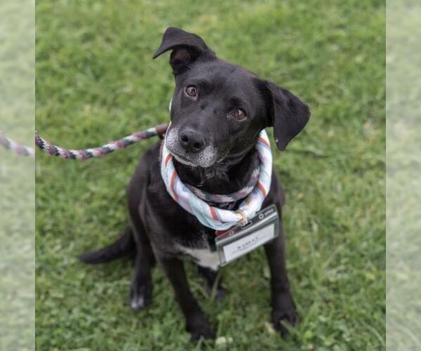 Medium Photo #32 Labrador Retriever-Unknown Mix Puppy For Sale in San Diego, CA, USA