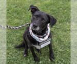 Small Photo #32 Labrador Retriever-Unknown Mix Puppy For Sale in San Diego, CA, USA