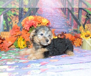 YorkiePoo-Yorkshire Terrier Mix Puppy for sale in LAKE BENTON, MN, USA