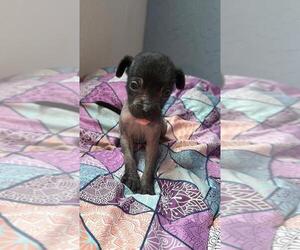 Xoloitzcuintli (Mexican Hairless) Puppy for sale in Montreal, Quebec, Canada