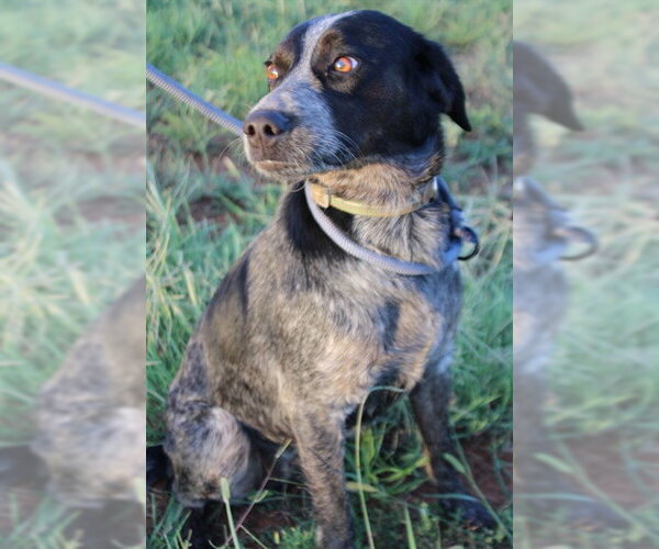 Medium Photo #2 Pointer-Unknown Mix Puppy For Sale in Oklahoma City, OK, USA