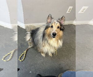 Mutt Dogs for adoption in Rockaway, NJ, USA