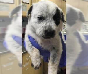 Mutt Dogs for adoption in Riverside, CA, USA