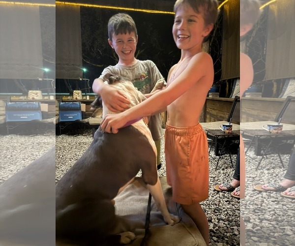 Medium Photo #5 American Pit Bull Terrier-Unknown Mix Puppy For Sale in Oakhurst, NJ, USA