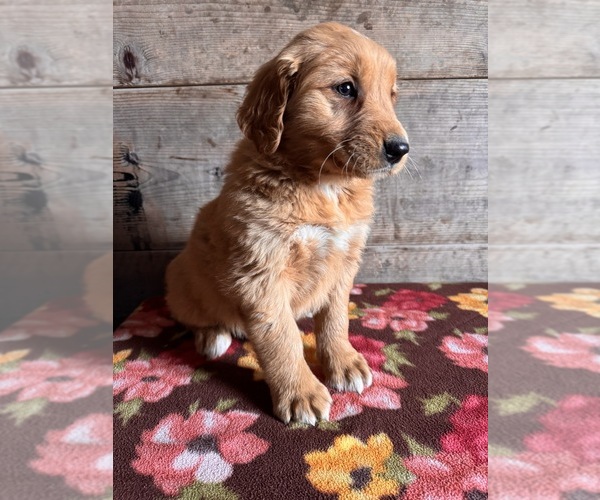 Medium Photo #12 Golden Retriever Puppy For Sale in VERMONTVILLE, MI, USA