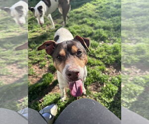 Woodford - Male Rat Terrier-Unknown Mix Dog for Adoption - Photo #2