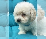 Small Photo #6 Bichpoo Puppy For Sale in BOWLING GREEN, KY, USA