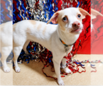 Small #2 Chihuahua Mix