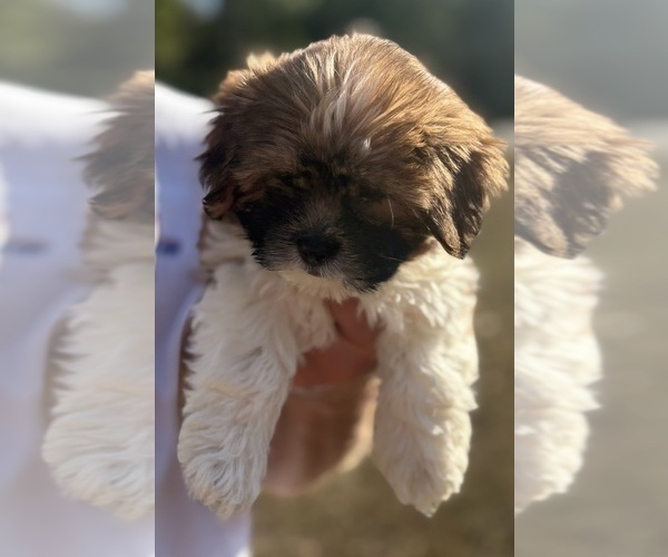 Medium Photo #2 Shorkie Tzu-Yorkshire Terrier Mix Puppy For Sale in CENTRALIA, IL, USA