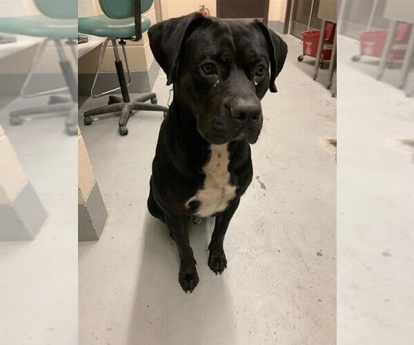 Medium Photo #1 Rottweiler-Unknown Mix Puppy For Sale in Corpus Christi, TX, USA