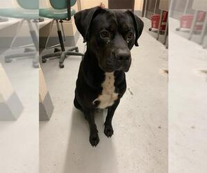 Rottweiler-Unknown Mix Dogs for adoption in Corpus Christi, TX, USA