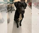Small Rottweiler Mix