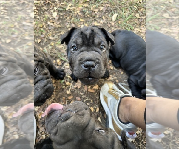 Medium Photo #3 Chinese Shar-Pei Puppy For Sale in AUSTIN, TX, USA