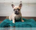 Small Photo #5 French Bulldog Puppy For Sale in CEDAR RAPIDS, IA, USA