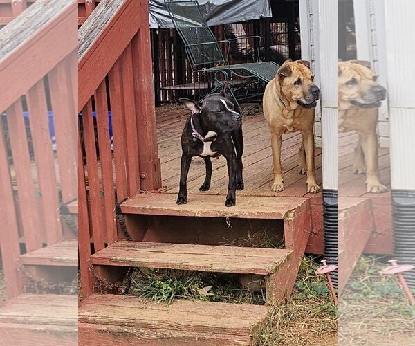 Medium Photo #8 American Pit Bull Terrier-Unknown Mix Puppy For Sale in Rockaway, NJ, USA