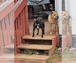 Small #7 American Pit Bull Terrier Mix