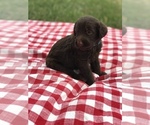Small Photo #4 Labradoodle Puppy For Sale in BOWLING GREEN, KY, USA