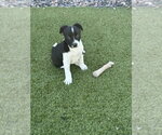 Small #4 Bulldog Mix