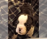 Small Photo #13 Olde English Bulldogge Puppy For Sale in WINGATE, NC, USA