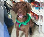 Small #8 German Shorthaired Pointer Mix