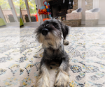 Small Photo #1 Schnauzer (Standard) Puppy For Sale in ROSWELL, GA, USA