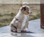 Puppy 0 Miniature American Shepherd