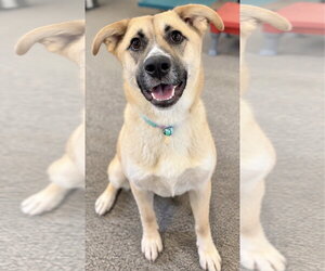The Big Cheese - Female German Shepherd Dog-Unknown Mix Dog for Adoption - Photo #4