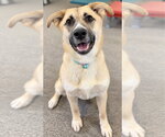 Small Photo #4 German Shepherd Dog-Unknown Mix Puppy For Sale in Cuyahoga Falls , OH, USA