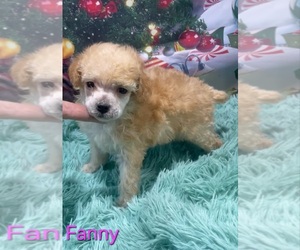 Poodle (Toy) Puppy for sale in AZLE, TX, USA