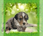 Small Photo #10 Bernedoodle (Miniature) Puppy For Sale in BLACK FOREST, CO, USA