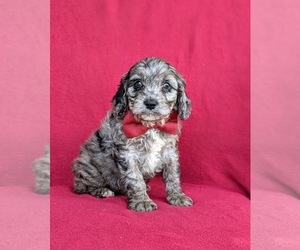 Cavapoo Dog for Adoption in KINZERS, Pennsylvania USA