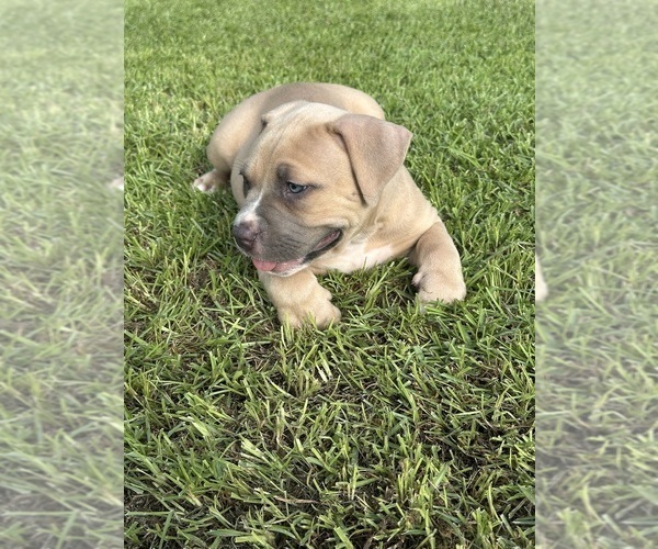 Medium Photo #6 American Bully Puppy For Sale in BEULAVILLE, NC, USA