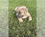 Small #5 American Bully