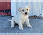 Small Photo #3 Labrador Retriever Puppy For Sale in ELIZABETH CITY, NC, USA