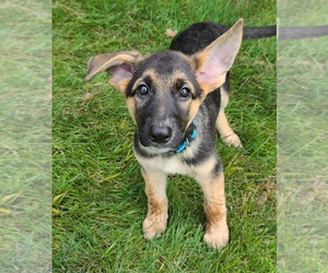 German Shepherd Dog Puppy for sale in WARREN, MA, USA
