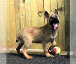 Small #5 Dutch Shepherd Dog