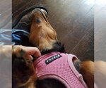 Small #8 Dachshund