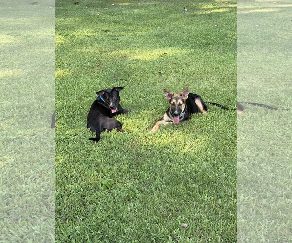 Medium Photo #3 Labrador Retriever-Unknown Mix Puppy For Sale in Ball Ground, GA, USA
