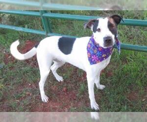 Labrador Retriever-Unknown Mix Dogs for adoption in Oklahoma City, OK, USA