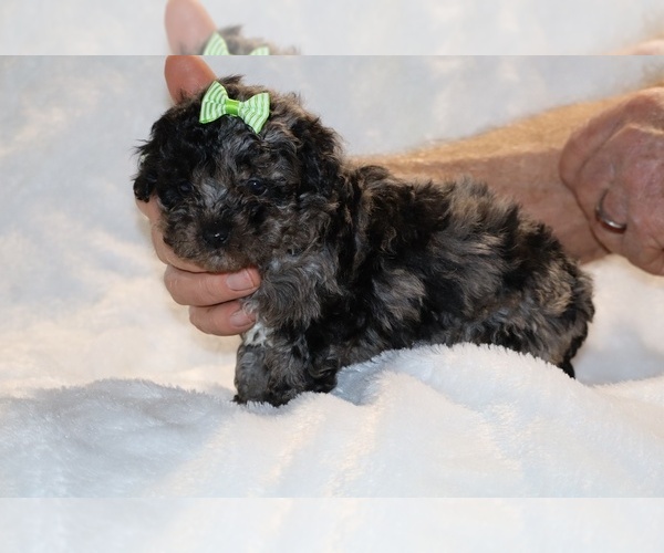 Medium Photo #15 ShihPoo Puppy For Sale in DYERSBURG, TN, USA